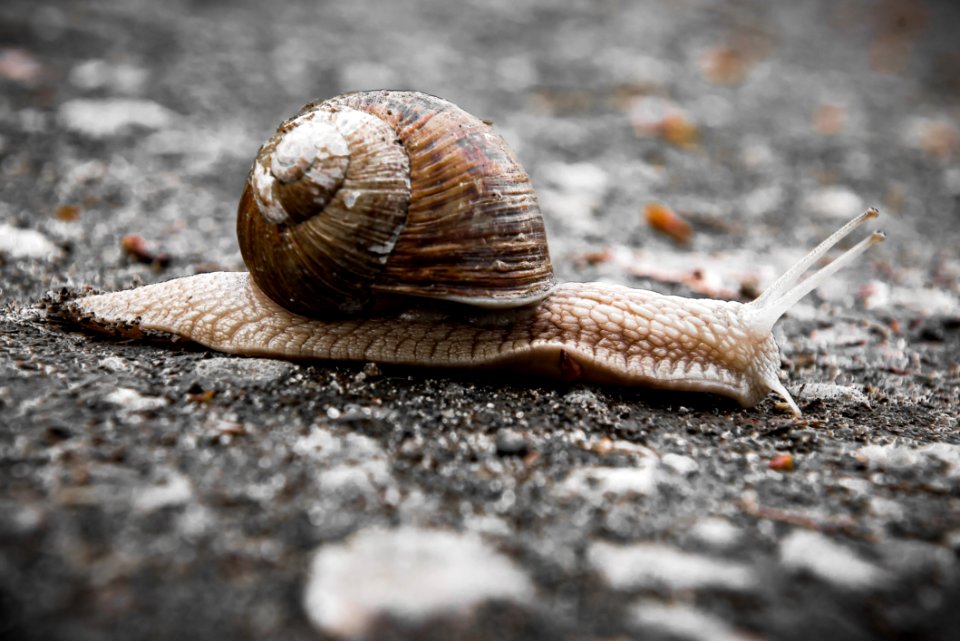 Snails And Slugs Snail Molluscs Terrestrial Animal