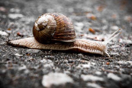 Snails And Slugs Snail Molluscs Terrestrial Animal
