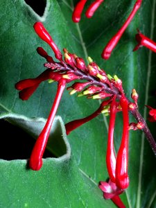 Flora Plant Close Up Flower