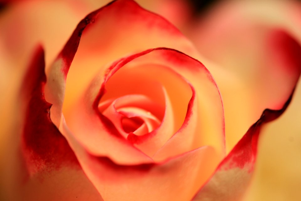 Flower Pink Red Garden Roses