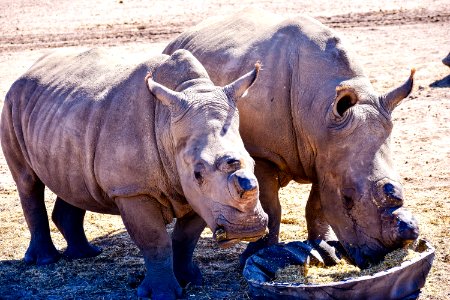 Rhinoceros Mammal Fauna Wildlife photo