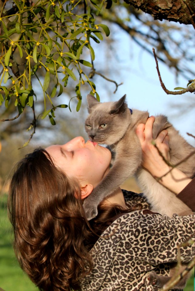 Mammal Cat Fauna Small To Medium Sized Cats