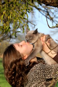 Mammal Cat Fauna Small To Medium Sized Cats