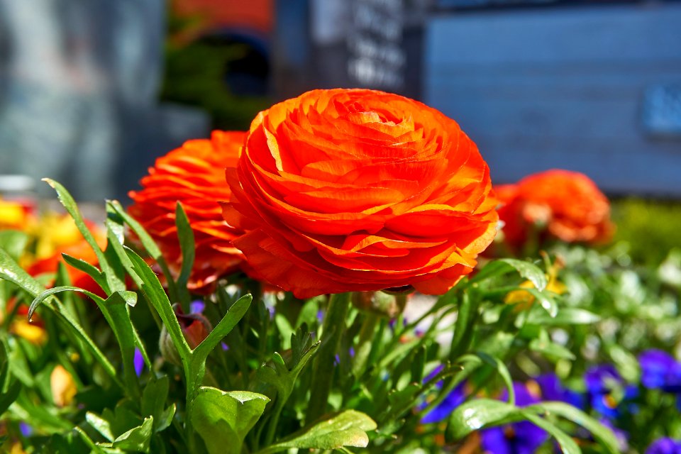Flower Plant Petal Wildflower