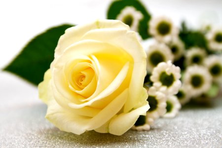 Flower White Rose Yellow photo