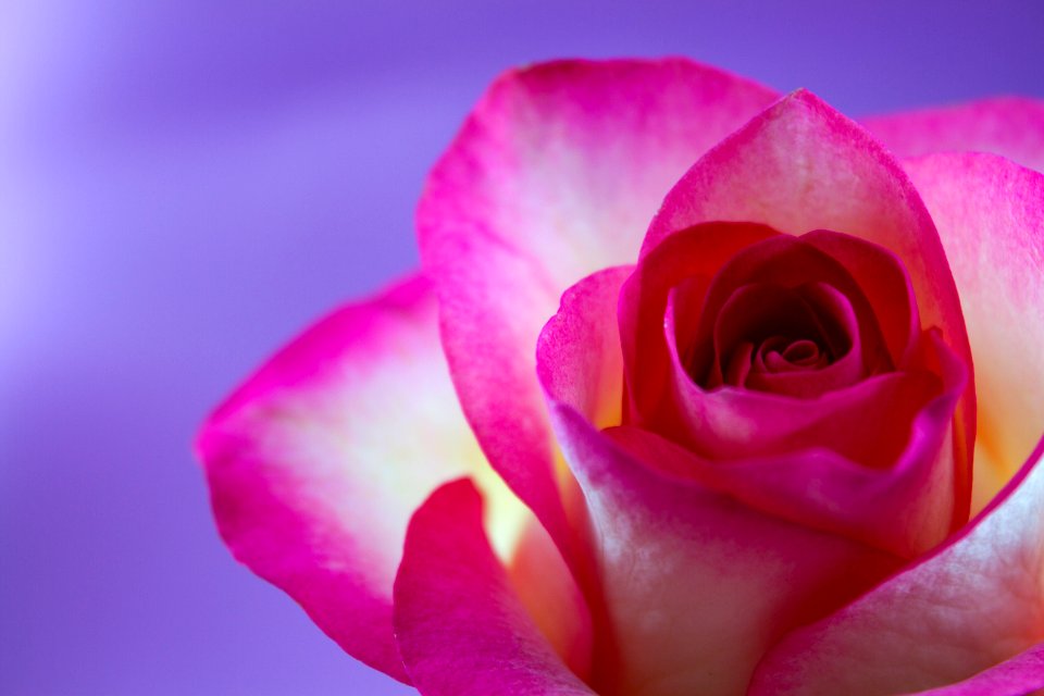 Flower Pink Rose Family Rose