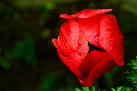 Flower Red Flora Rose Family