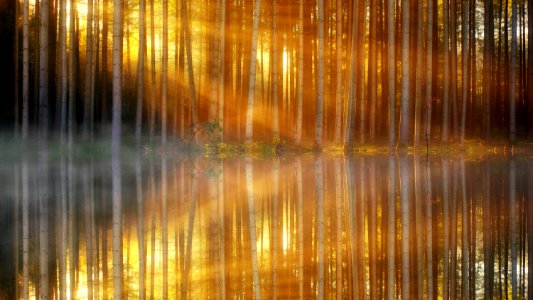 Reflection Water Nature Light photo