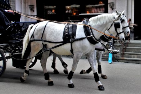 Horse Harness Horse Horse And Buggy Carriage photo
