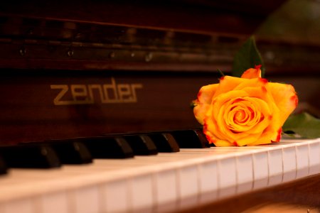 Piano Yellow Keyboard Flower photo