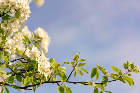 Branch Sky Blossom Spring photo