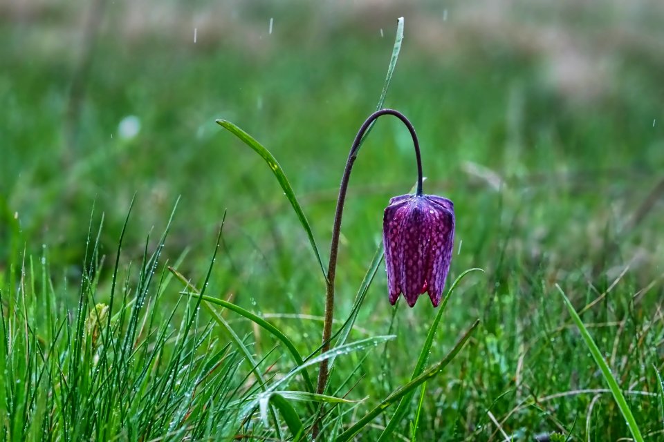 Plant Flower Flora Snakes Head