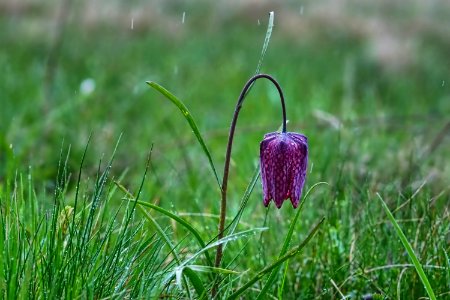 Plant Flower Flora Snakes Head
