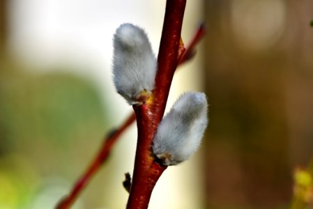 Bud Flora Branch Twig