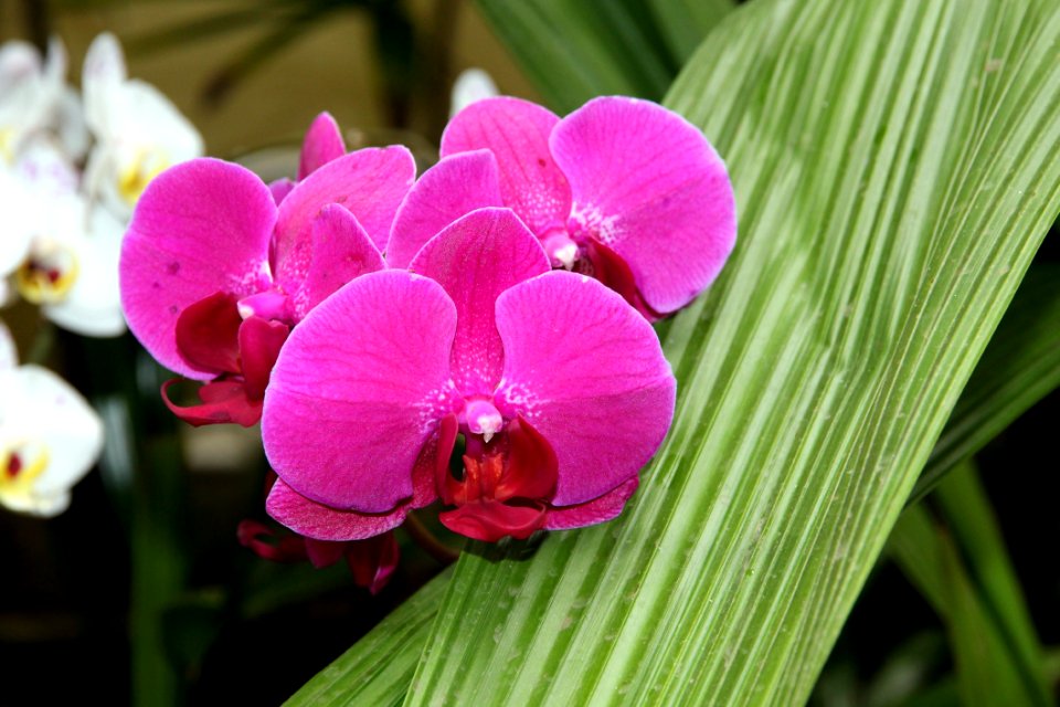 Flower Plant Flowering Plant Flora