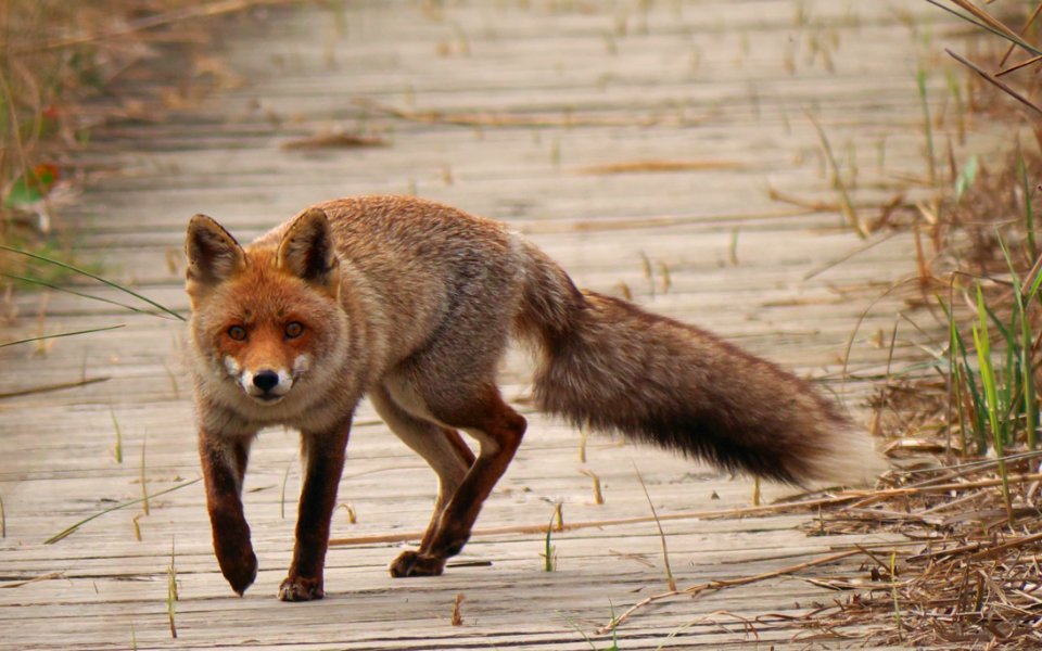 Fox Red Fox Wildlife Fauna photo