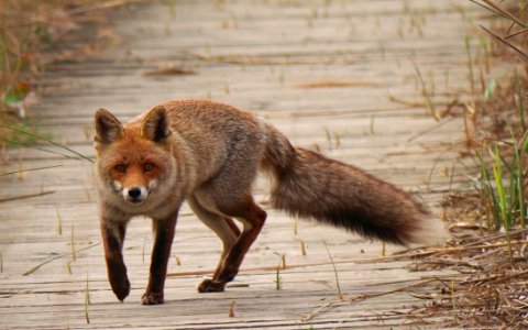 Fox Red Fox Wildlife Fauna