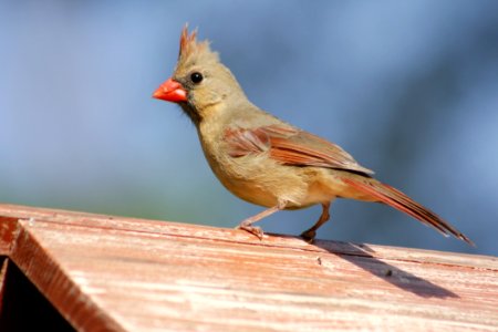 Bird Fauna Beak Cardinal photo