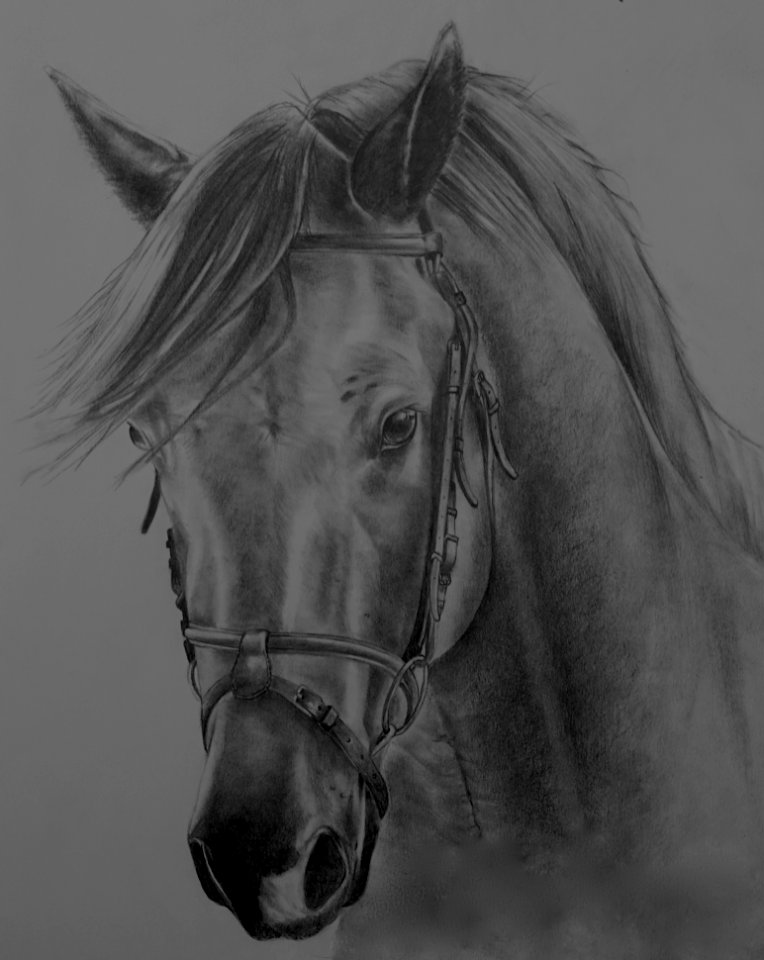 Horse Bridle Mane Black And White