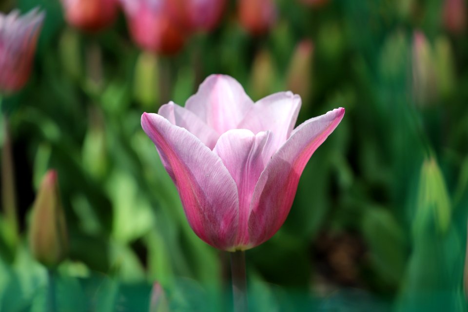 Flower Plant Tulip Flowering Plant