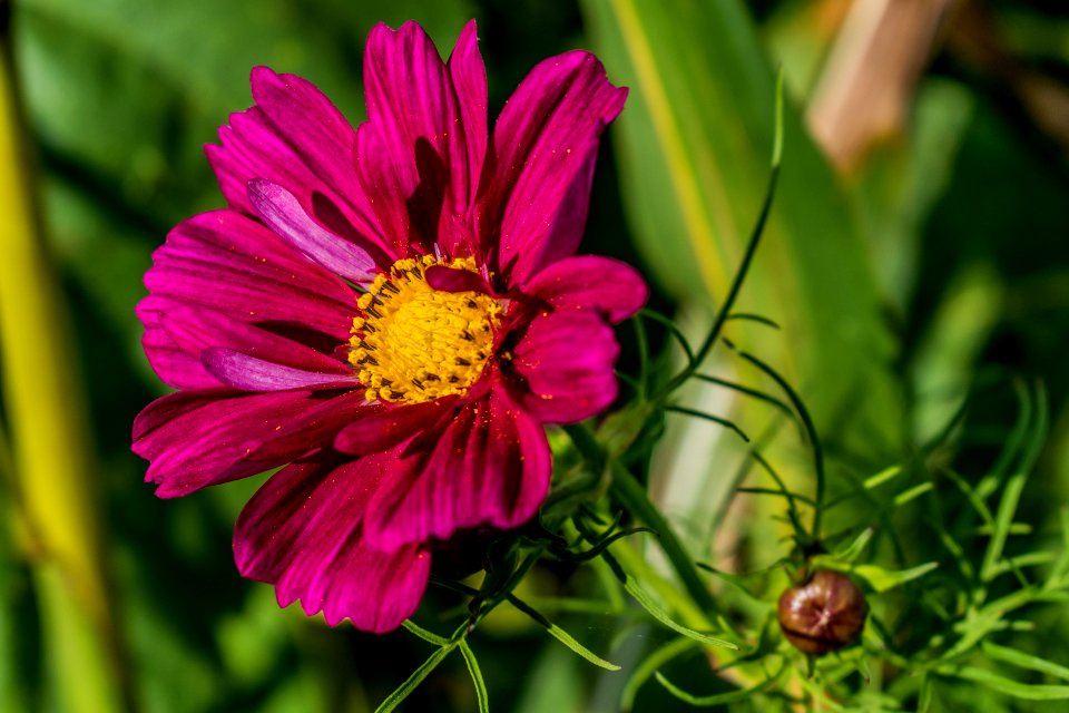 Flower Flora Garden Cosmos Nectar