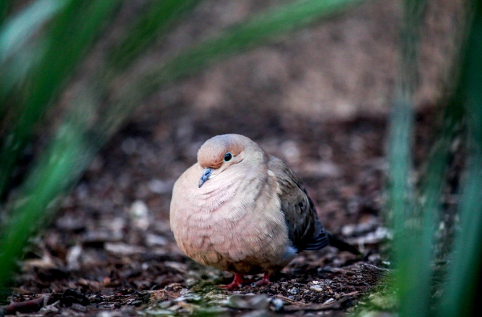 Bird Beak Fauna Stock Dove