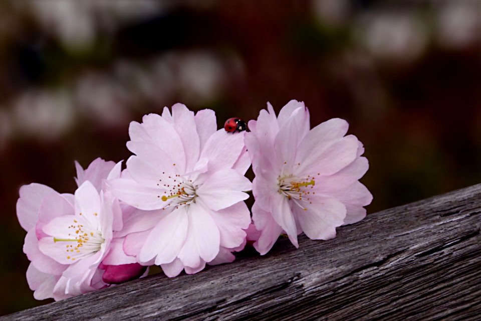 Flower Pink Blossom Flora