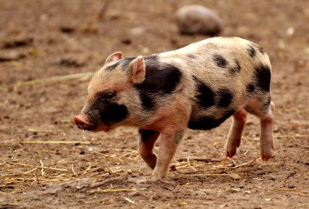 Pig Like Mammal Pig Domestic Pig Mammal