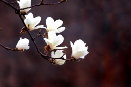 White Flower Plant Branch photo