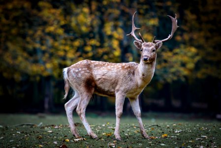 Wildlife Deer Fauna Mammal