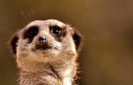 Meerkat Mammal Whiskers Fauna
