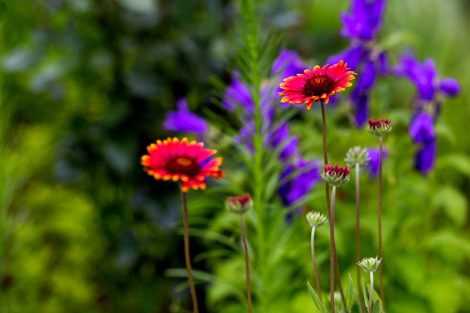 Flower Plant Flora Purple photo