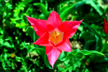 Flower Plant Flora Flowering Plant