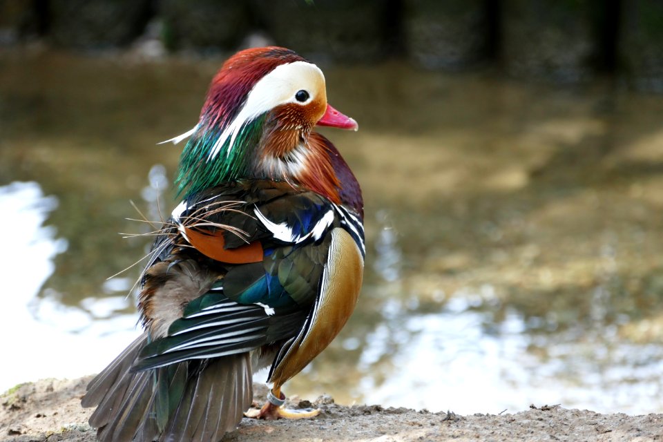 Duck Bird Water Bird Fauna