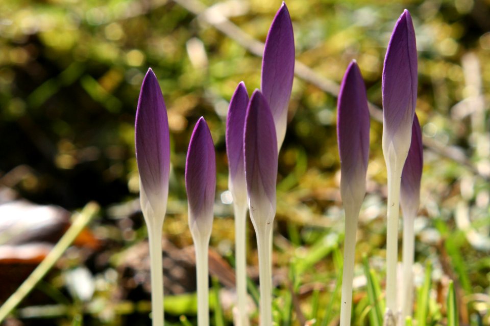 Plant Flower Crocus Flora