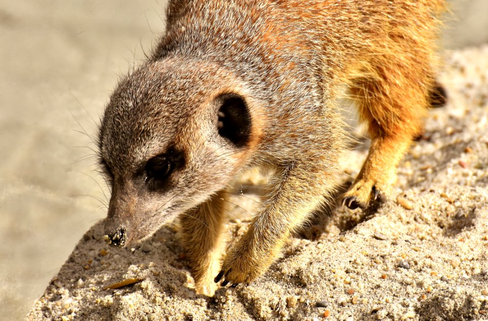 Meerkat Mammal Fauna Viverridae