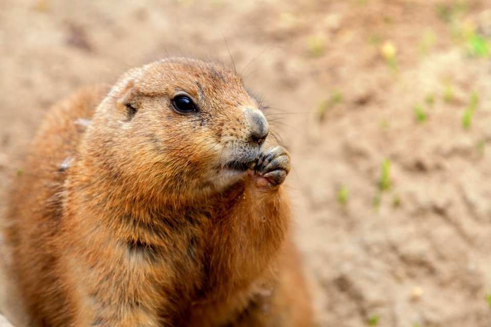 Prairie Dog Mammal Fauna Squirrel