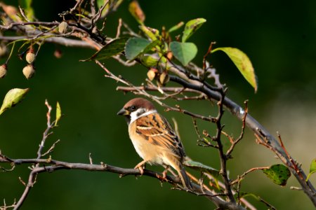 Bird Sparrow Branch Beak photo