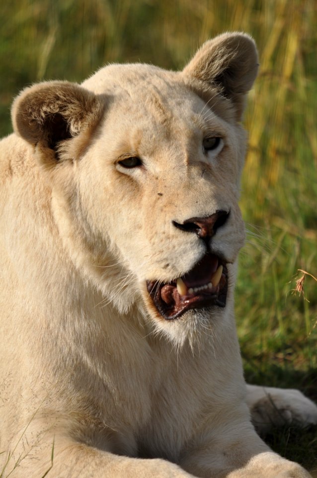 Wildlife Lion Mammal Fauna