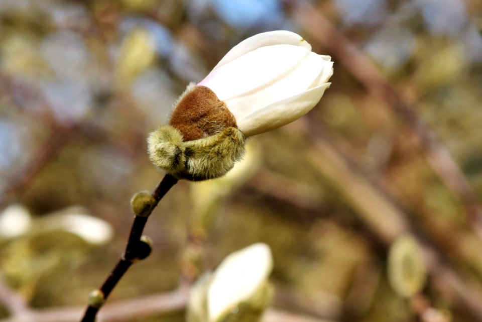 Bud Branch Plant Spring