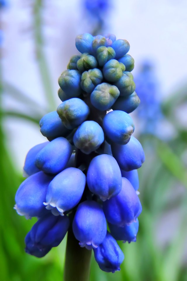 Flower Plant Hyacinth Lupinus Mutabilis