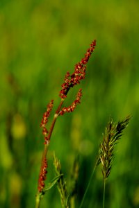 Vegetation Plant Grass Family Grass