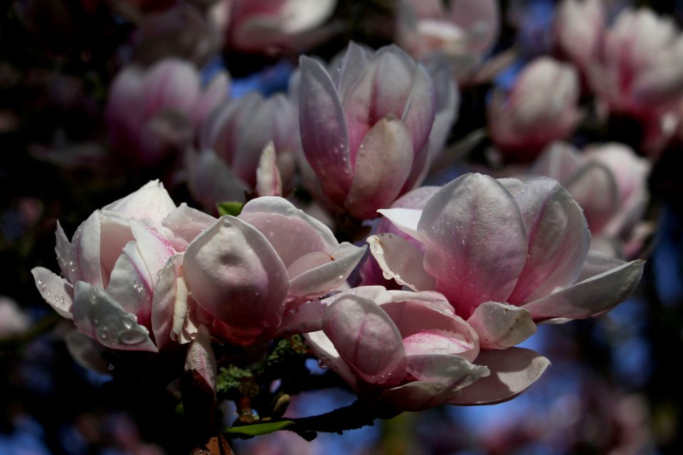 Plant Flower Spring Blossom