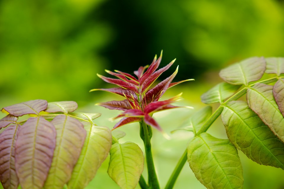 Plant Flora Vegetation Leaf