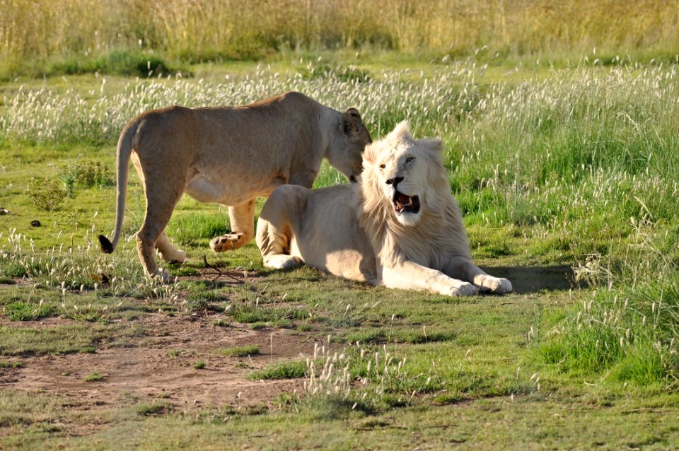 Wildlife Lion Fauna Grassland
