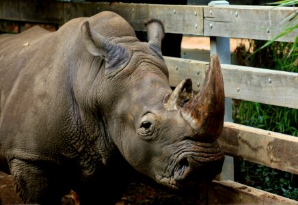 Rhinoceros Terrestrial Animal Fauna Horn photo