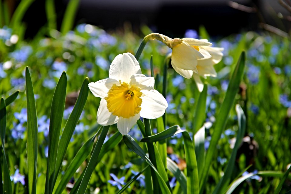 Flower Plant Flora Flowering Plant