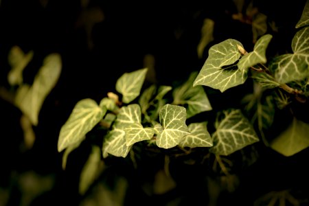 Leaf Plant Flora Branch