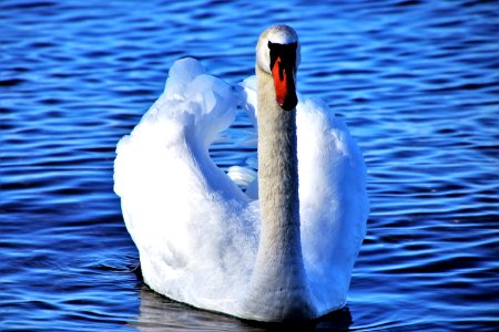 Swan Water Bird Water Bird