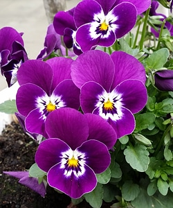 Purple nature flora